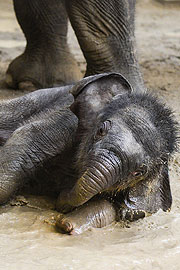 Elefantenbaby Otto im Tierpark Hellabrunn beim Schlammbaden (&copy;Foto: Tierpark Hellabrunn, Navon Adami)